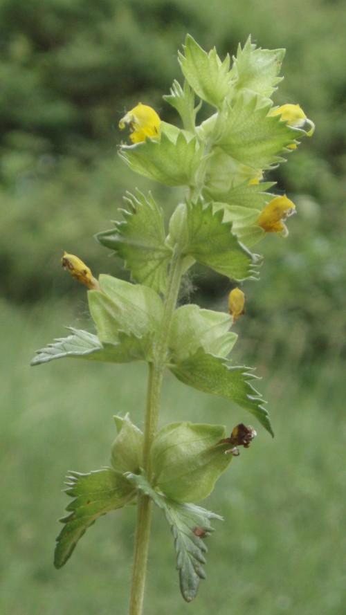 Rhinanthus sp.